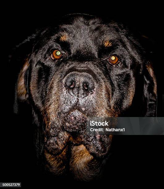 Rottweiler Retrato Fondo Negro Imágenes En Color Foto de stock y más banco de imágenes de Animal - Animal, Beige, Belleza