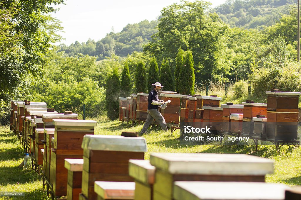 El apicultor tiene control sobre un marco con la miel - Foto de stock de Abeja libre de derechos