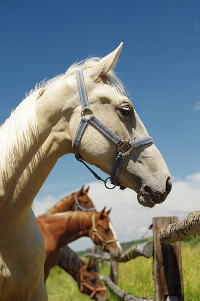 istock horses portrait 500527753