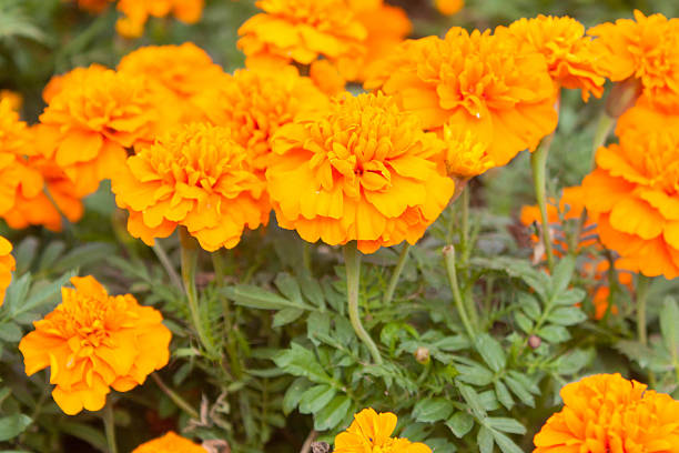 istock Marigolds (Tagetes erecta, Mexican marigold, Aztec marigold, Afr 500533926