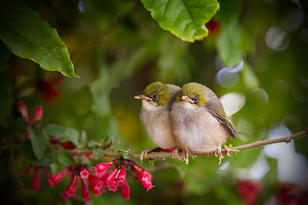 istock Silvereye Baby Birds 500534566