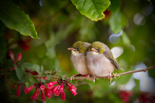 Silvereye or  Wax-eye baby birds waiting for their mother to feed them.  Also known as white-eye, blight-bird, tauhou, silver-eye.  This image was taken in a garden in an urban area.
