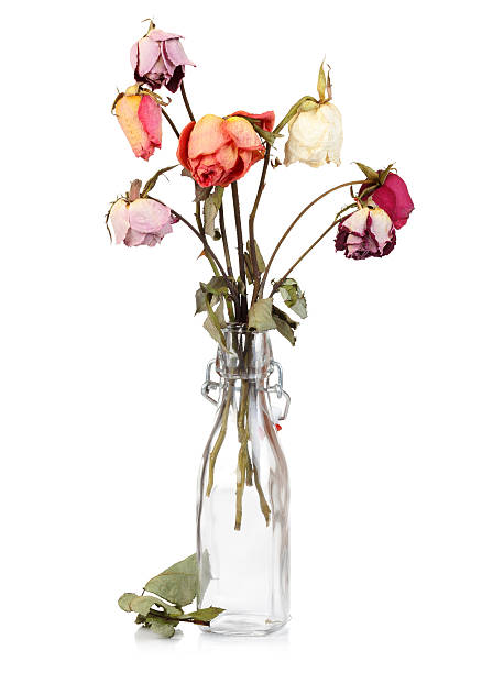Dry roses in glass bottle Dry roses in glass bottle isolated on white wilted plant stock pictures, royalty-free photos & images
