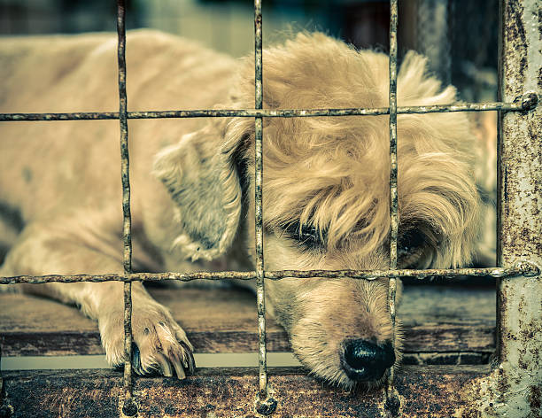 istock lonely old dog in cage 500535900