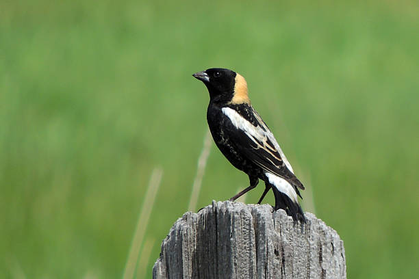 Bobolink Male Bobolink - South Okanagan, BC bobolink stock pictures, royalty-free photos & images