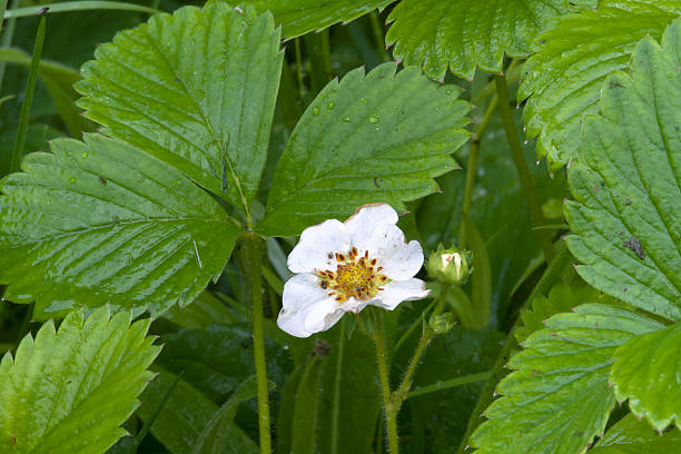 istock flowers of strawberry 500536076