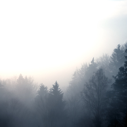 foggy morning in the woods, sunrise