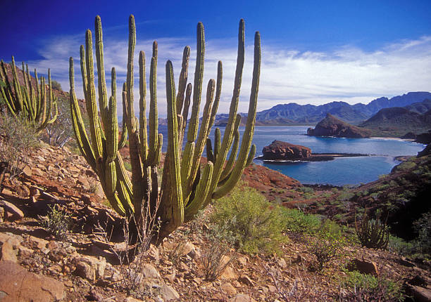 Baja Organ Pipe Organ Pipe cactus with a backdrop of a remote little bay on the Sea of Cortez, Baja California Sur, Mexico. sea of cortes stock pictures, royalty-free photos & images