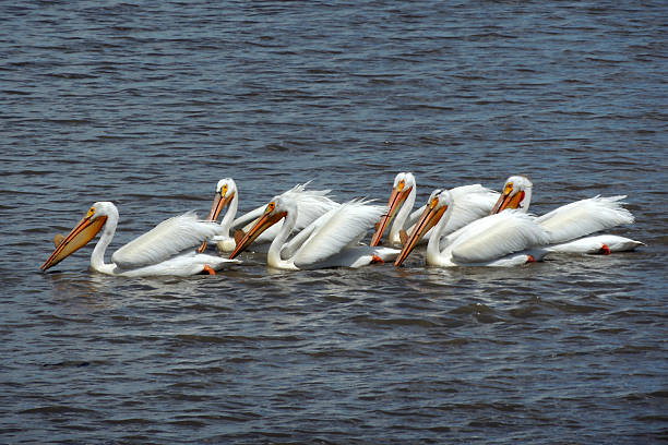 istock Pelicans fishing 500536831