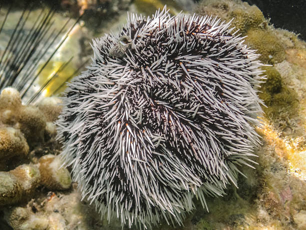 istock Brown and White Sea Urchin 500536833