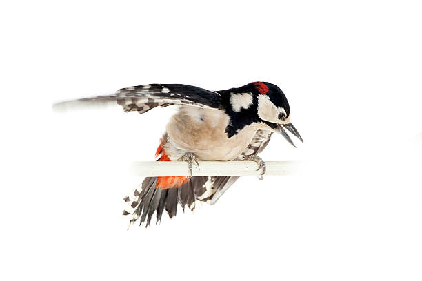 istock Great Spotted Woodpecker on white 500537195