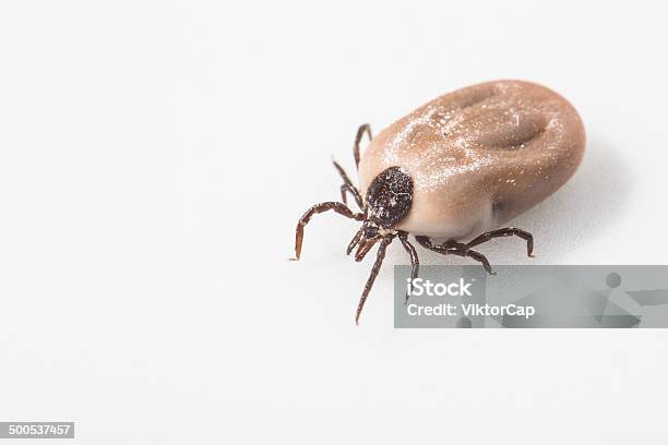 Tick Parasitic Arachnid Blood Stock Photo - Download Image Now - Acari, Animal, Arachnid