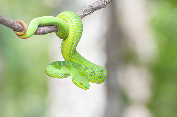 istock Ekiiwhagahmg snakes (snakes green) in the forests of Thailand 500537607