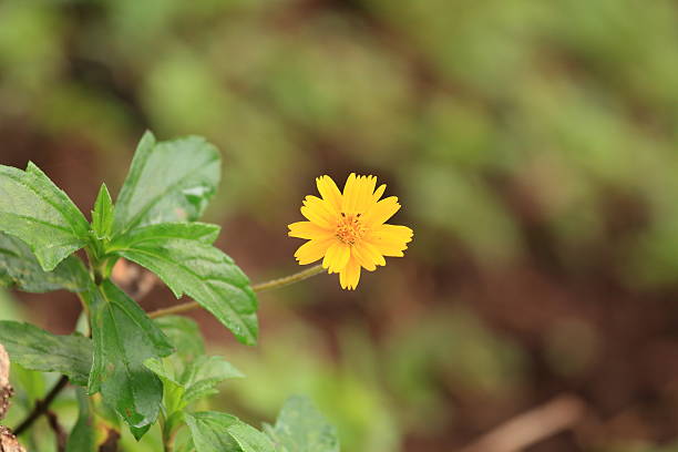 istock Yellow Flower in Forrest. 500537941