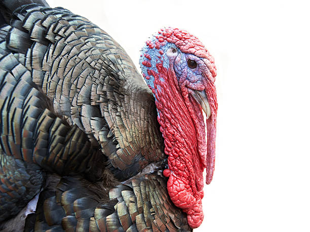 retrato da turquia - turkey animal head bird white - fotografias e filmes do acervo