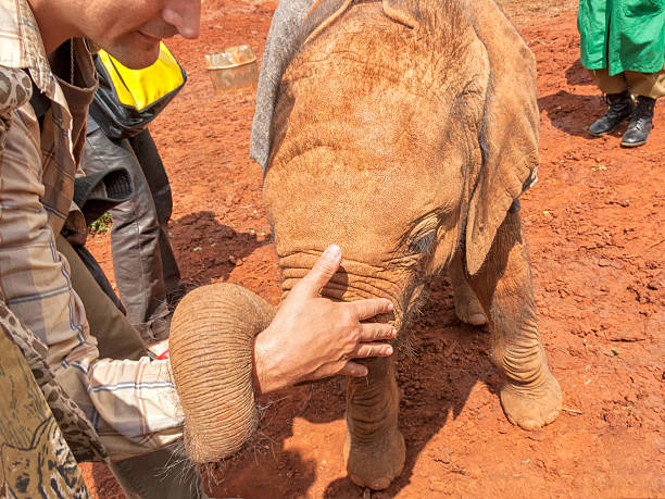 istock Baby elephant throws his trunk round man  hand. 500538831