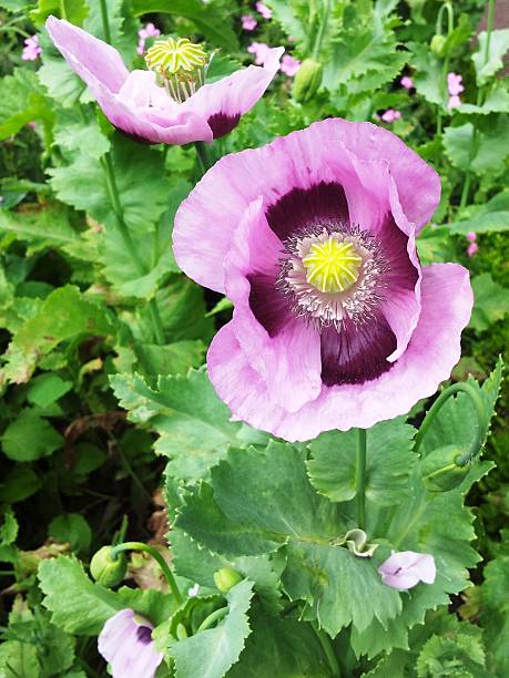blumen mohn - poppy flower opium poppy formal garden stock-fotos und bilder