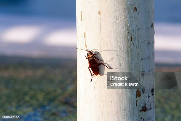 Cockroach On A White Wooden Pole Stock Photo - Download Image Now - American Cockroach, 2015, Animal