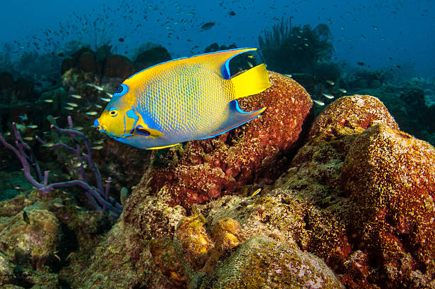 isabelita patale - beauty in nature coral angelfish fish fotografías e imágenes de stock