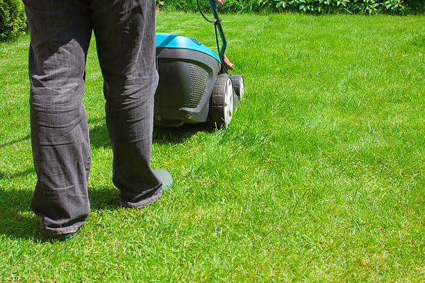 istock Green grass is mowed lawn mower 500540183