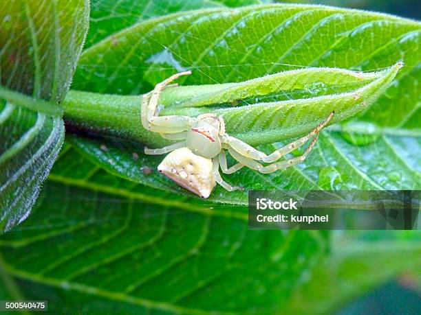 Aranhacarangueijo - Fotografias de stock e mais imagens de Agarrar - Agarrar, Alcançar, Animais caçando