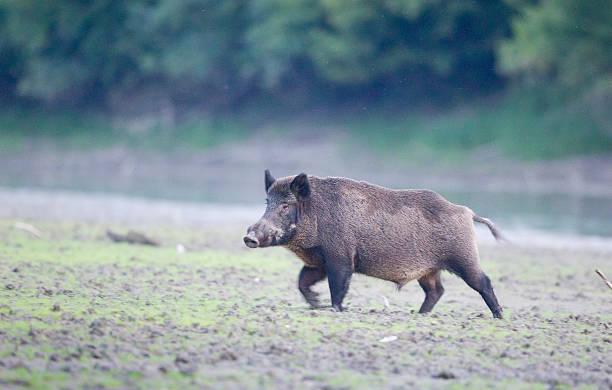 멧돼지 walkin forest - domestic pig animals in the wild wild boar hunting 뉴스 사진 이미지