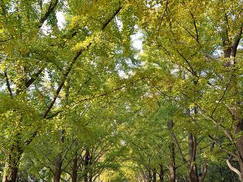 gingko woods along the road