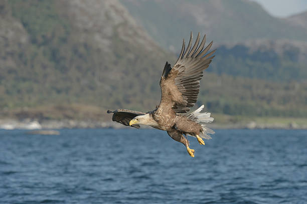 istock White-tailed eagle hunting above body of water 500541277