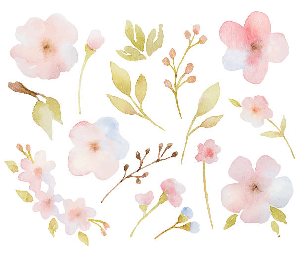 ilustraciones, imágenes clip art, dibujos animados e iconos de stock de conjunto de ramas de flores acuarela de hojas y flores. - rose pink flower single flower