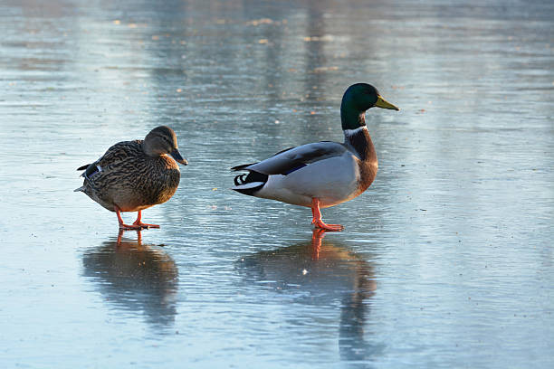 istock Pair of Mallard Ducks 500541859