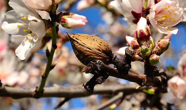istock Fruit and flowers of almond tree 500542449