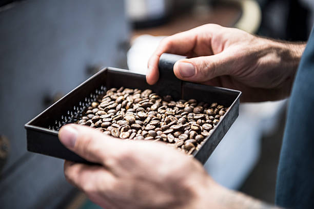 hombre que sostiene una bandeja de granos de café frescos, primer plano - selective focus coffee coffee crop cafe fotografías e imágenes de stock