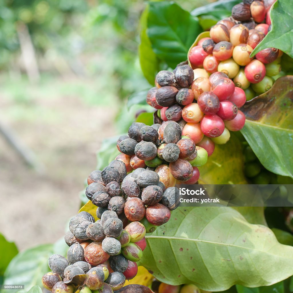 coffee beans ripening on tree. Coffee beans ripening on tree. Agriculture Stock Photo