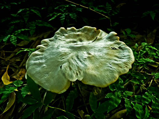 Collybia (Rhodocollybia) maculata