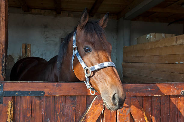 istock English thoroughbred racehorse in box 08 500543294
