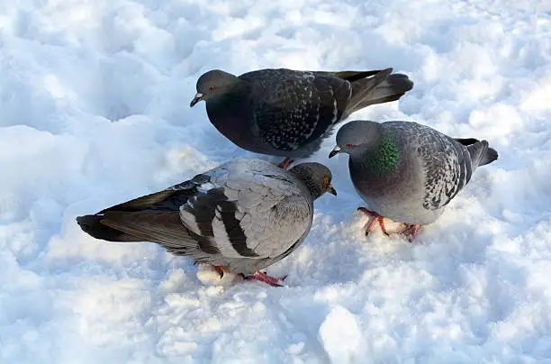 doves on the snow, they are talking each other 