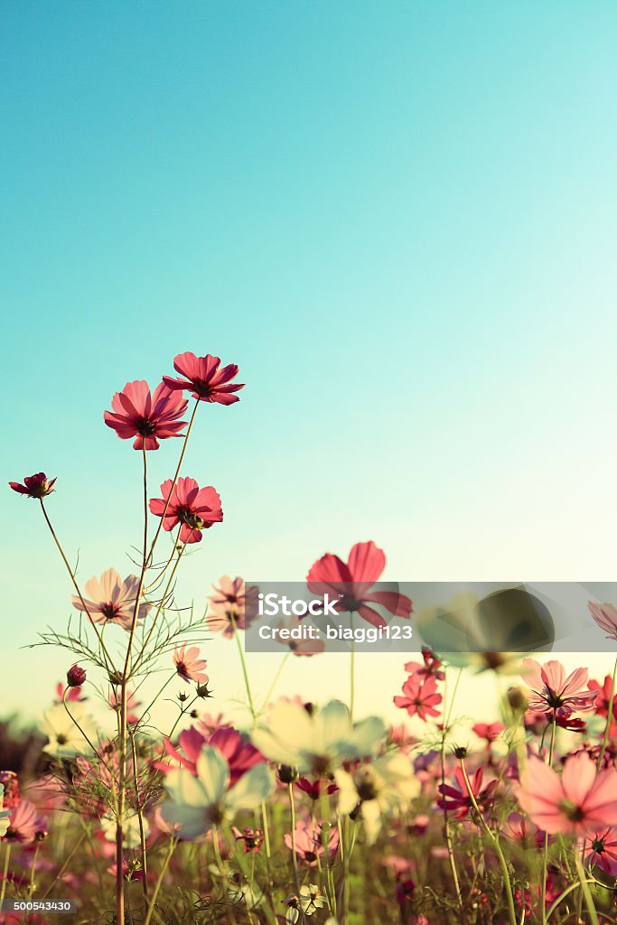 Retro Cosmos Flowers with blue sky 2015 Stock Photo