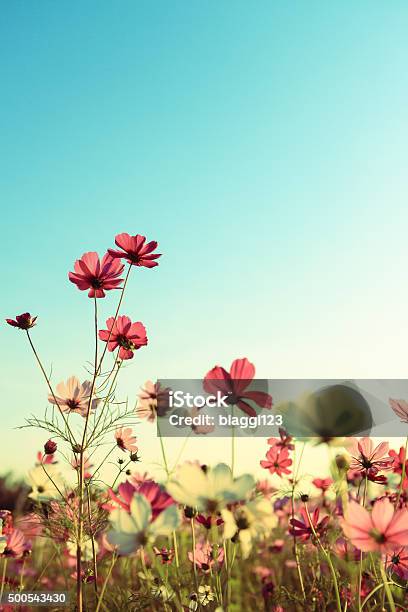 Retro Cosmos Flowers With Blue Sky Stock Photo - Download Image Now - 2015, Agricultural Field, Autumn