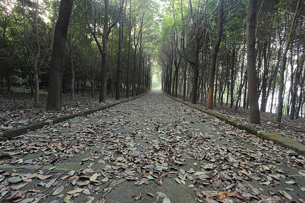 Long path in a green deciduous forest