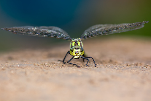 A southern hawker dragonfly at rest facing forwards, showing minute details in compound eyes