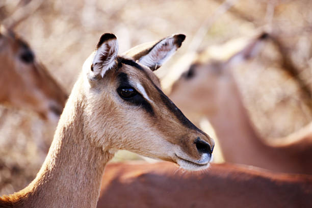 An Impala (Aepyceros melampus) stands alert in the herd at Kruger National Park.