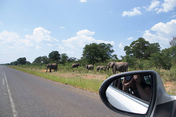 istock Herd of Elephants 500545020