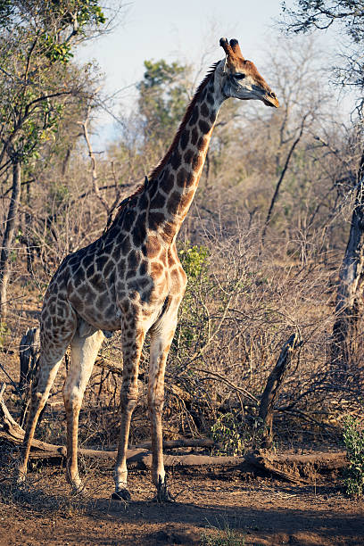 istock South Africa: Giraffe in Kruger National Park 500545936