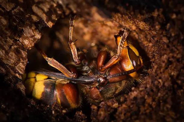 A European hornet over-wintering in a hollow within a tree trunk