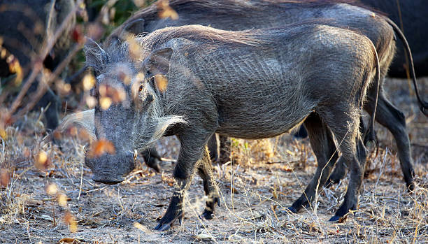 istock South Africa; Warthogs at Kruger National Park 500547232