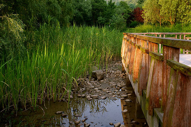 istock Wooden Bridge Railing At Sunset Looking Over Wetland Reed Bed 500547352