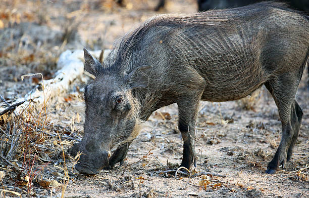 istock South Africa; Warthog at Kruger National Park 500547392