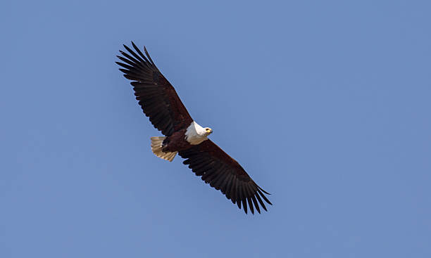istock South Africa: African Fish Eagle in Kruger National Park 500547444