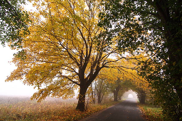 arbre automnal à proximité de la route dans la brume - autumn street single lane road tree photos et images de collection