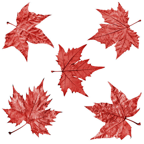 Autumn maple leaves collection, object set isolated on white.